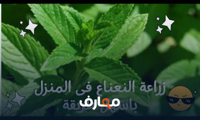 زراعة النعناع بالمنزل
